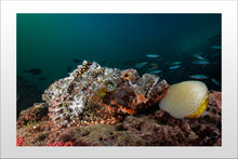 Cargar imagen en el visor de la galería, Aurora Borealis