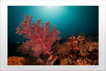 Cargar imagen en el visor de la galería, Blossom