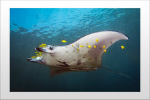 Cargar imagen en el visor de la galería, Confetti