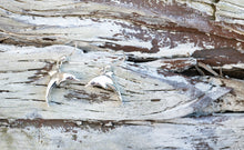 Charger l'image dans la galerie, Dolphin Hook Earrings