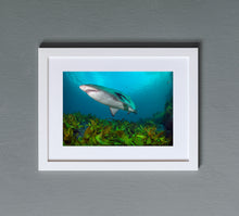 Charger l'image dans la galerie, Hitchhiker