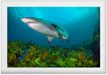 Charger l'image dans la galerie, Hitchhiker