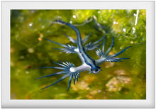 Charger l'image dans la galerie, Shades