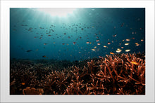 Charger l'image dans la galerie, Melissa's Garden