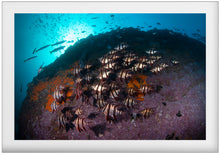 Load image into Gallery viewer, Old Wives Rock