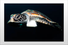 Charger l'image dans la galerie, Pilgrim Series 1