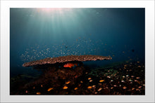 Charger l'image dans la galerie, Taking Cover