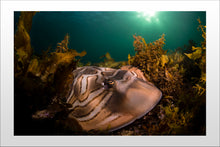 Charger l'image dans la galerie, Trespasser