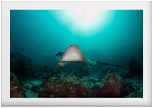 Charger l'image dans la galerie, Ray of Light