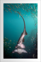 Cargar imagen en el visor de la galería, Chasing Tail