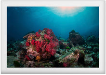 Carregar imagem no visualizador da galeria, Solitary