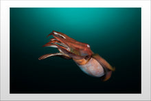 Cargar imagen en el visor de la galería, Courtship