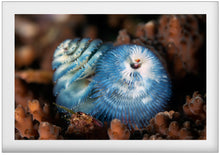 Charger l'image dans la galerie, Blossom