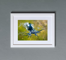 Charger l'image dans la galerie, Drifters