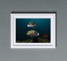 Charger l'image dans la galerie, Harlequin Ballet