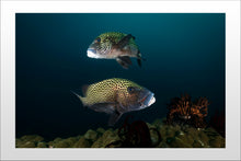 Charger l'image dans la galerie, Harlequin Ballet