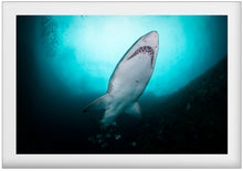 Charger l'image dans la galerie, Jaws