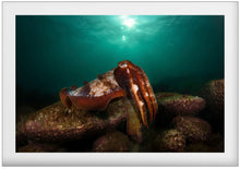 Charger l'image dans la galerie, King Cthulhu