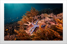 Charger l'image dans la galerie, Melissa's Star