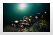 Load image into Gallery viewer, Old Wives Club