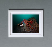 Charger l'image dans la galerie, Pharaoh