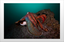 Charger l'image dans la galerie, Pharaoh