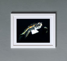 Charger l'image dans la galerie, Pilgrim Series 2