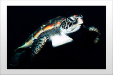 Charger l'image dans la galerie, Pilgrim Series 2