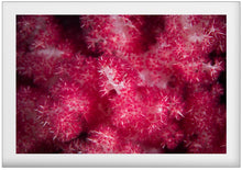 Charger l'image dans la galerie, Magnolia