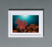 Cargar imagen en el visor de la galería, Blossom