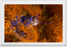 Charger l'image dans la galerie, Rose Amongst the thorns