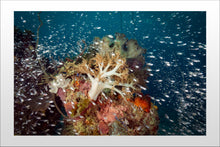 Load image into Gallery viewer, Sprinkler