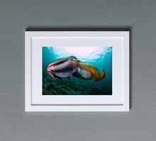 Charger l'image dans la galerie, Torpedo