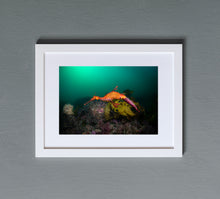 Load image into Gallery viewer, Dragon