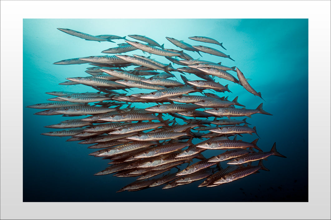 Barracuda Shoal
