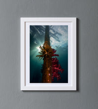 Load image into Gallery viewer, Coral Pier
