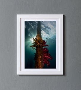 Coral Pier