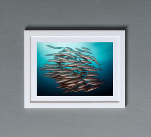 Barracuda Shoal
