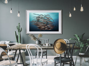 Barracuda Shoal