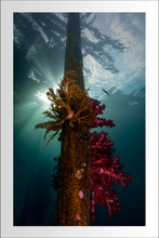Load image into Gallery viewer, Coral Pier
