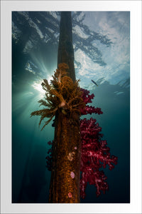Coral Pier