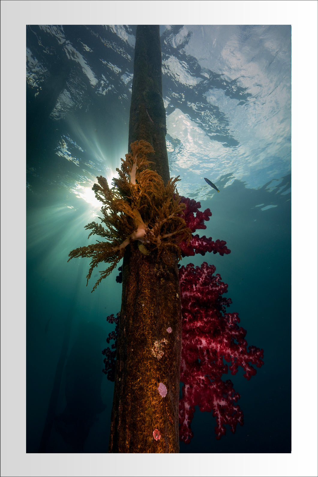 Coral Pier