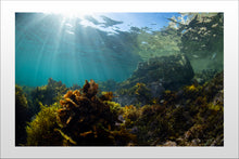 Load image into Gallery viewer, Fern Gully
