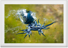 Load image into Gallery viewer, Drifters
