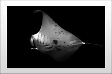 Load image into Gallery viewer, Flying Panda
