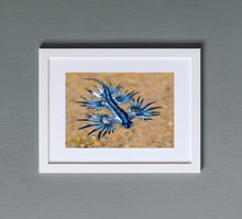Load image into Gallery viewer, Glaucus
