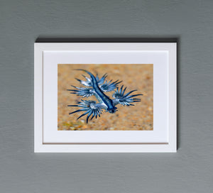Glaucus