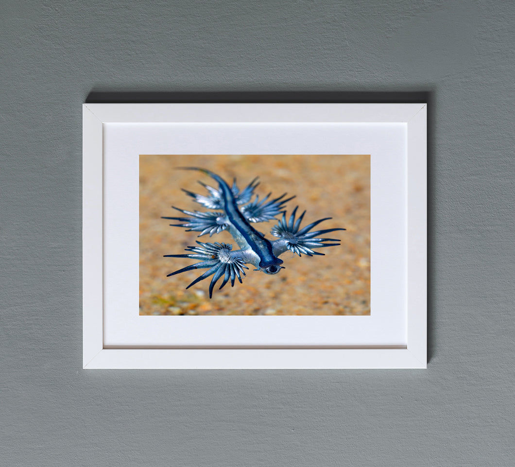 Glaucus