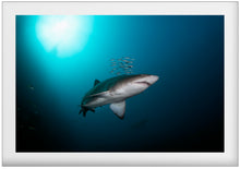 Load image into Gallery viewer, Halo
