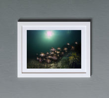 Carregar imagem no visualizador da galeria, Old Wives Club
